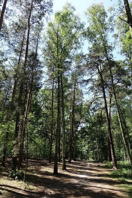 Berlin Grunewald Forest Hiking & Foraging