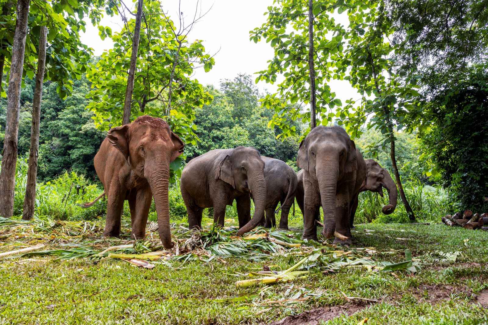 Ethical Elephant Sanctuary Day Visit